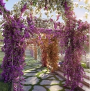 DLF Camellias - Pathway